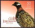 Black Francolin (Francolinus francolinus) 
